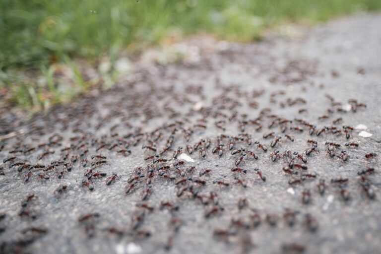 Trail of black ants on a garden path