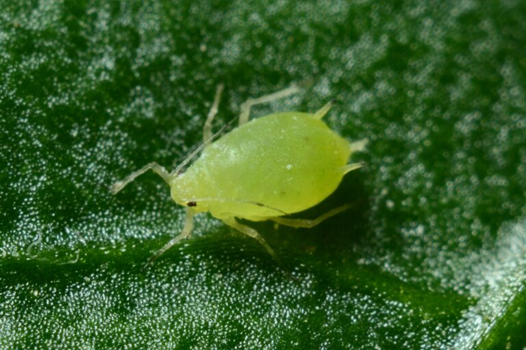 Green aphid on a leaf