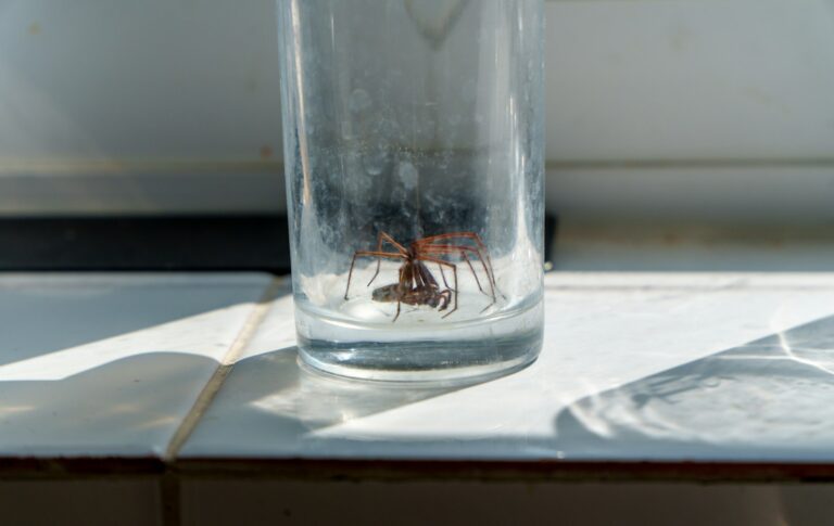 House spider caught under a glass on a windowsill