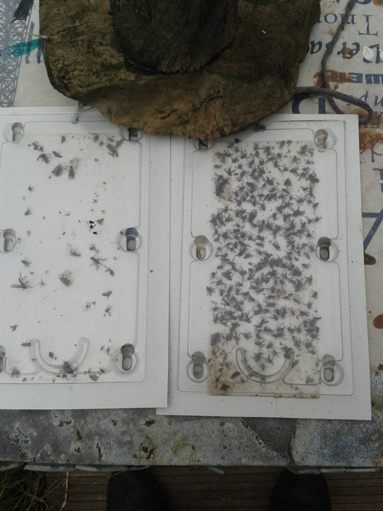 CODLING MOTH TRAP