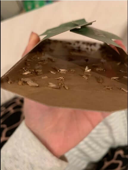 ThePestmatic.com - Clothes & Carpet Moth Traps