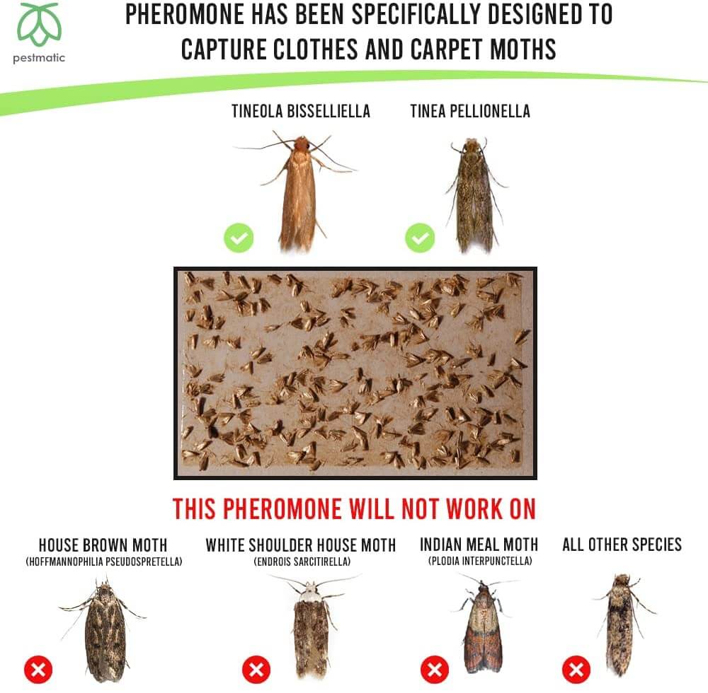 Clothes and Carpet Moth Traps Petsmatica