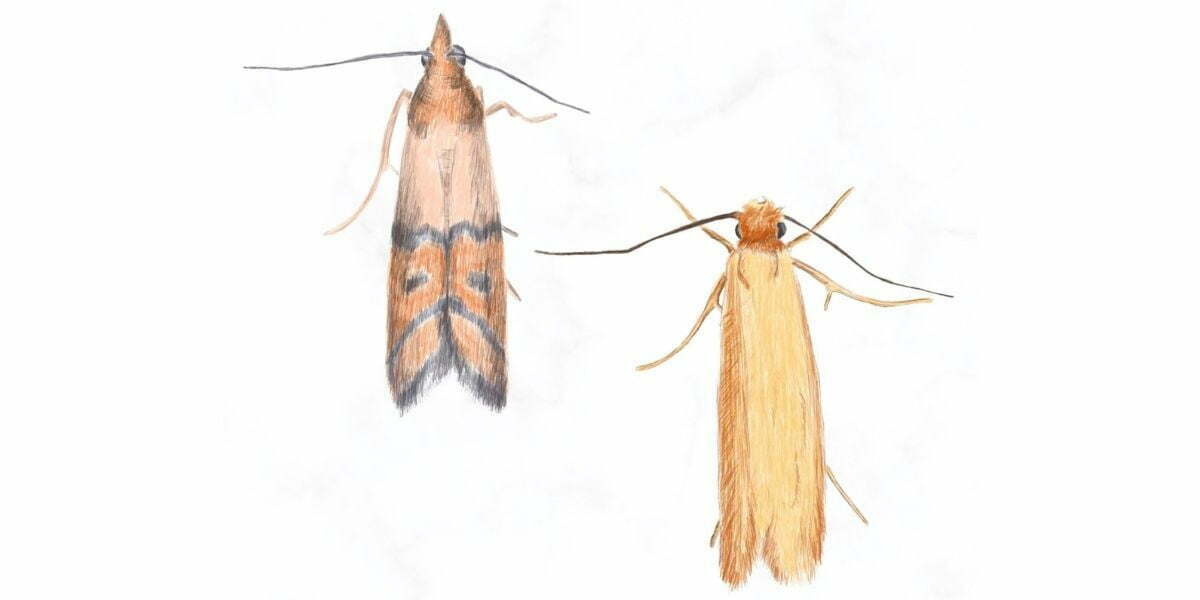 https://thepestmatic.com/wp-content/uploads/Clothes-vs-Pantry-Moths.jpg