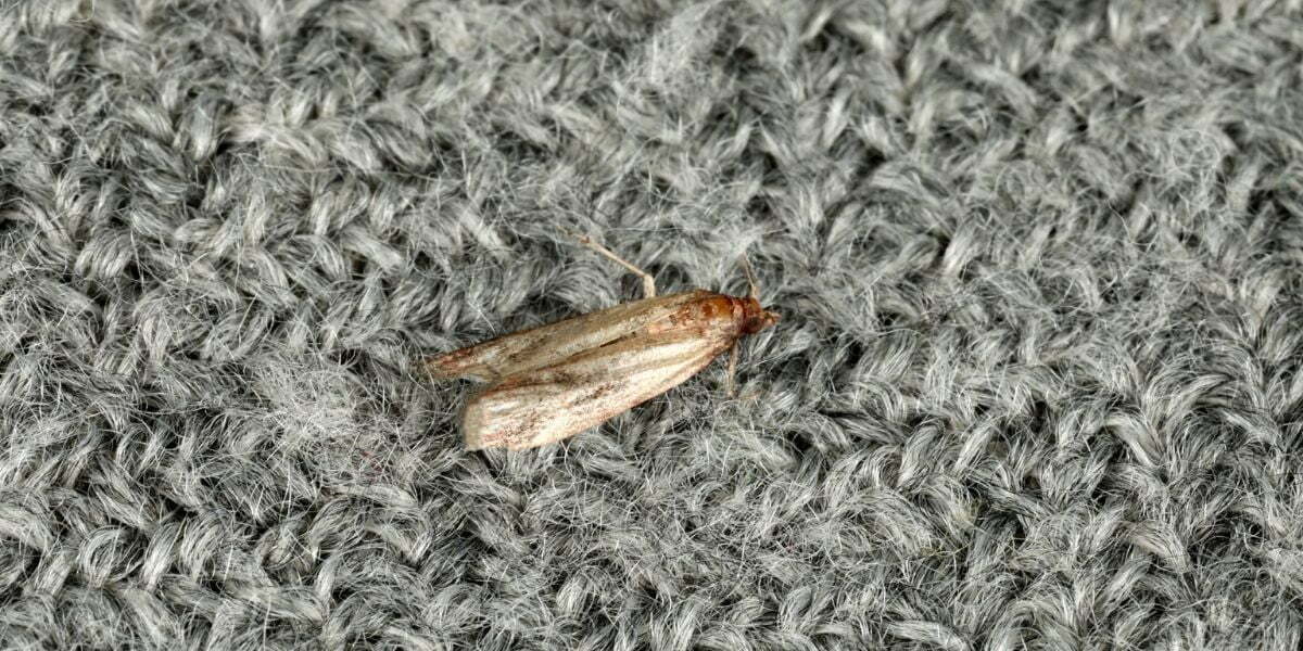 How to get rid of moths from wardrobes, carpets and vintage clothes
