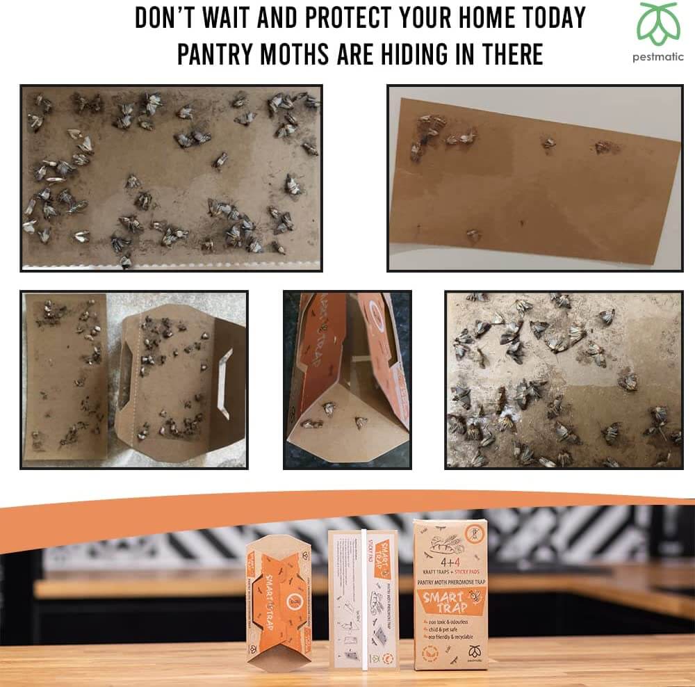 Pantry and Food Moth Traps Pestmatic