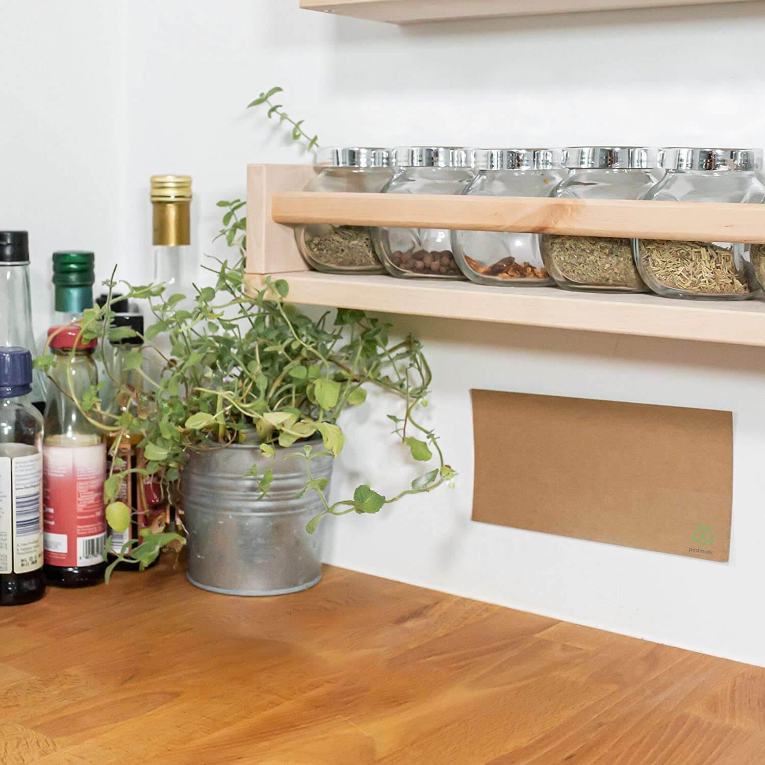 Pantry and Food Moth Traps Pestmatic