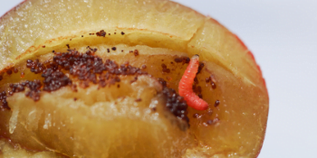 Pestmatic Plum Moth Trap
