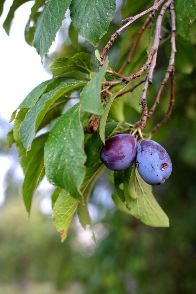 Pestmatic Plum Moth Trap