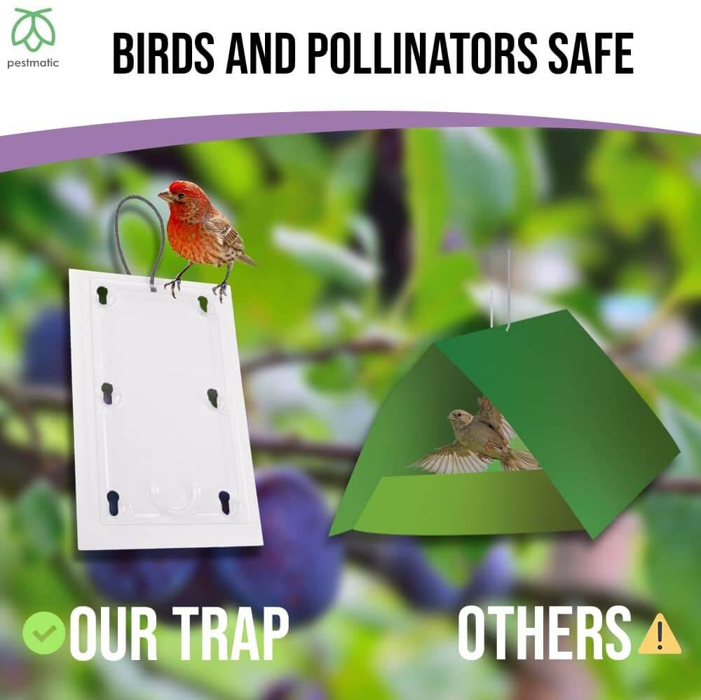 Pestmatic Plum Moth Trap