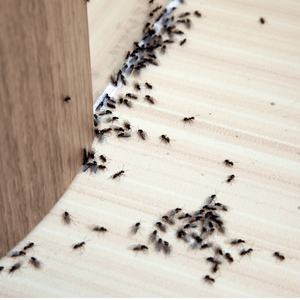 Pestmatic Smart Spray Ants Away
